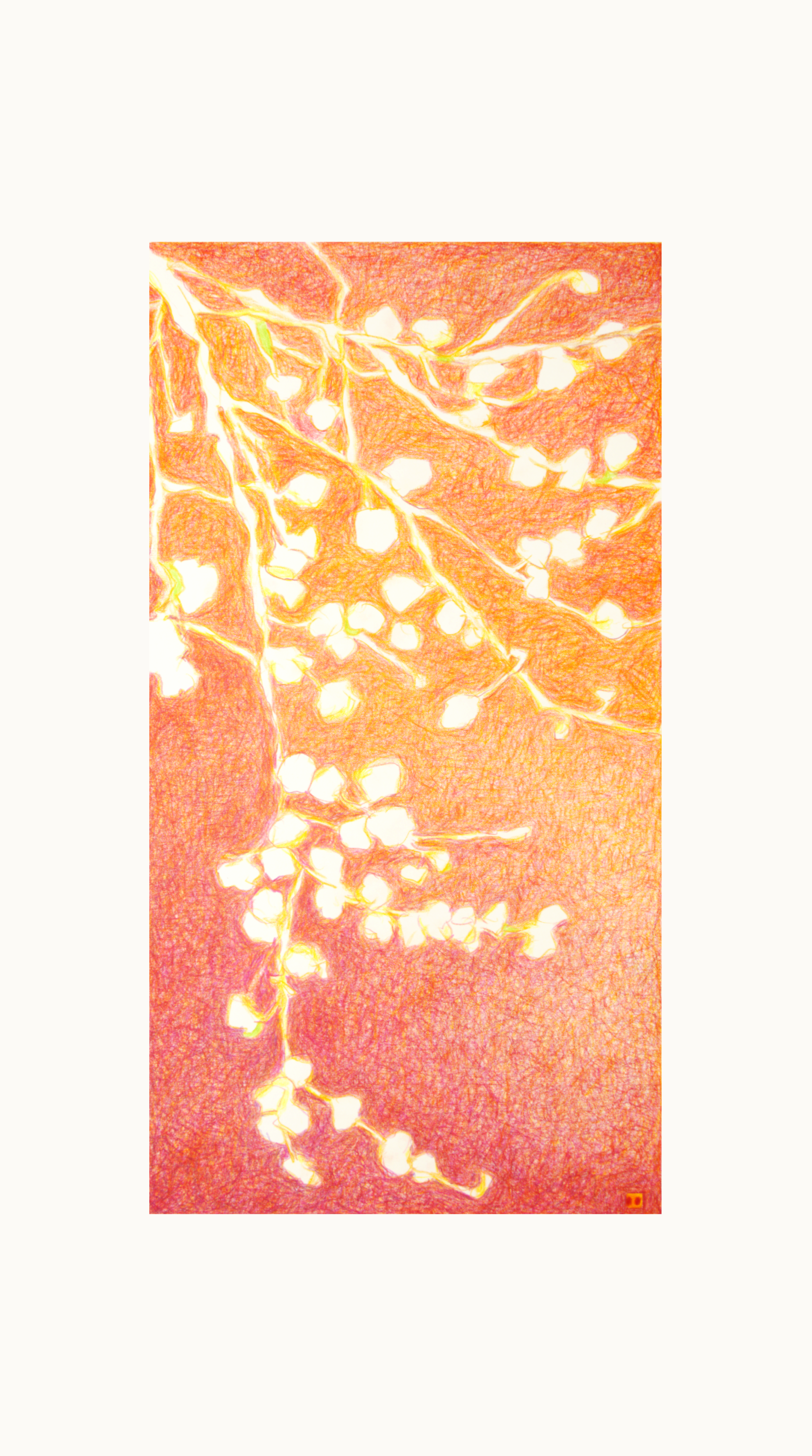 Asia evocativa n°24