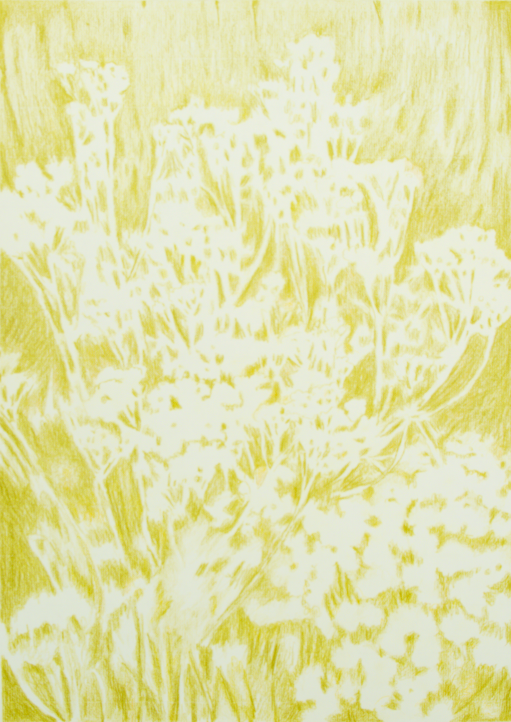 Visioni dei campi serie verde