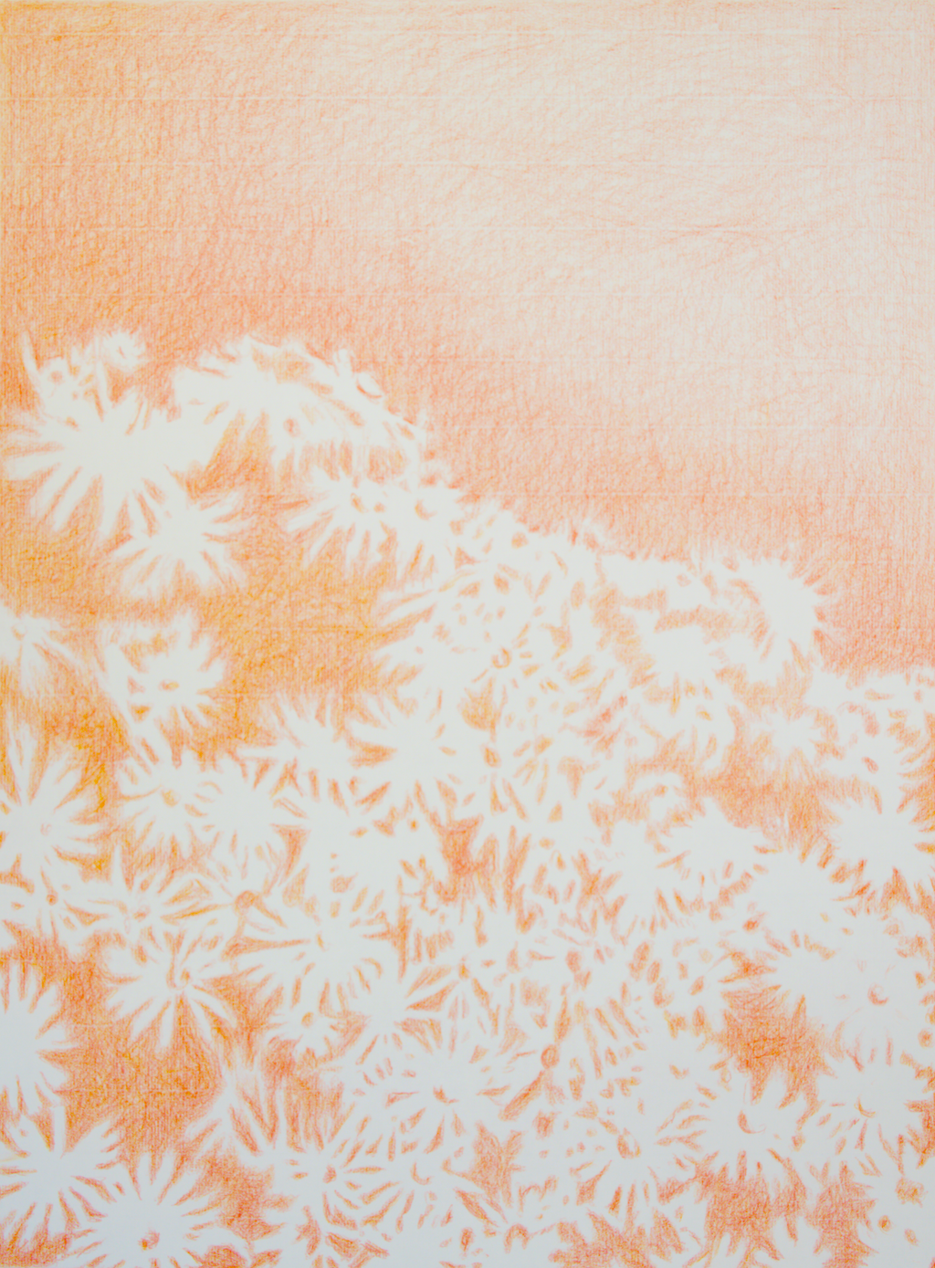 Visioni dei campi serie Camomilla sanguigna n°22