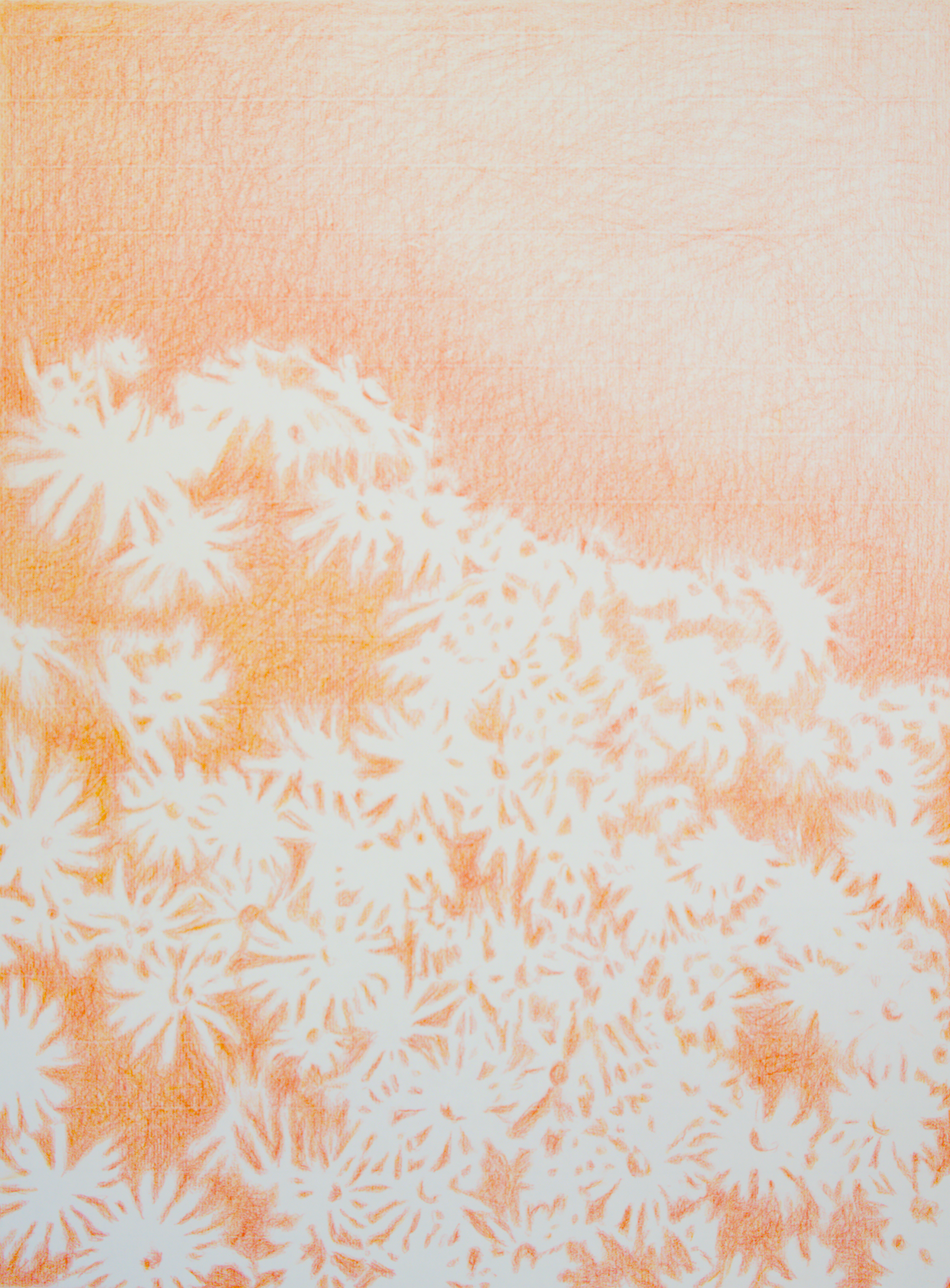 Visioni dei campi serie Camomilla sanguigna n°22