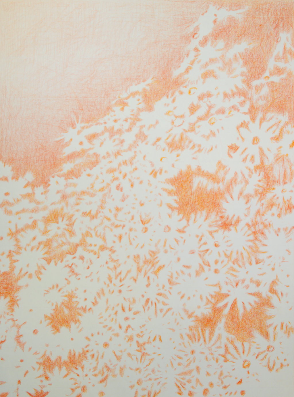 Visioni dei campi serie camomilla sanguigna n°12