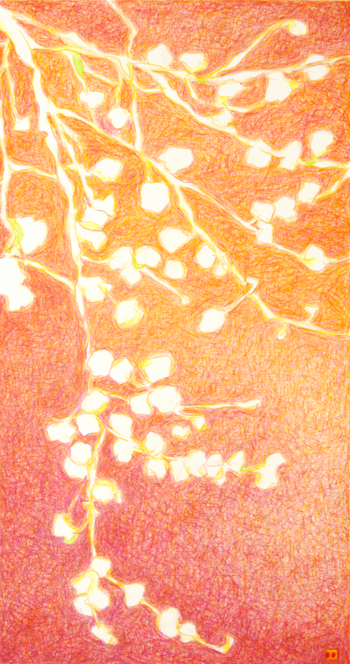 Asia evocativa n°24