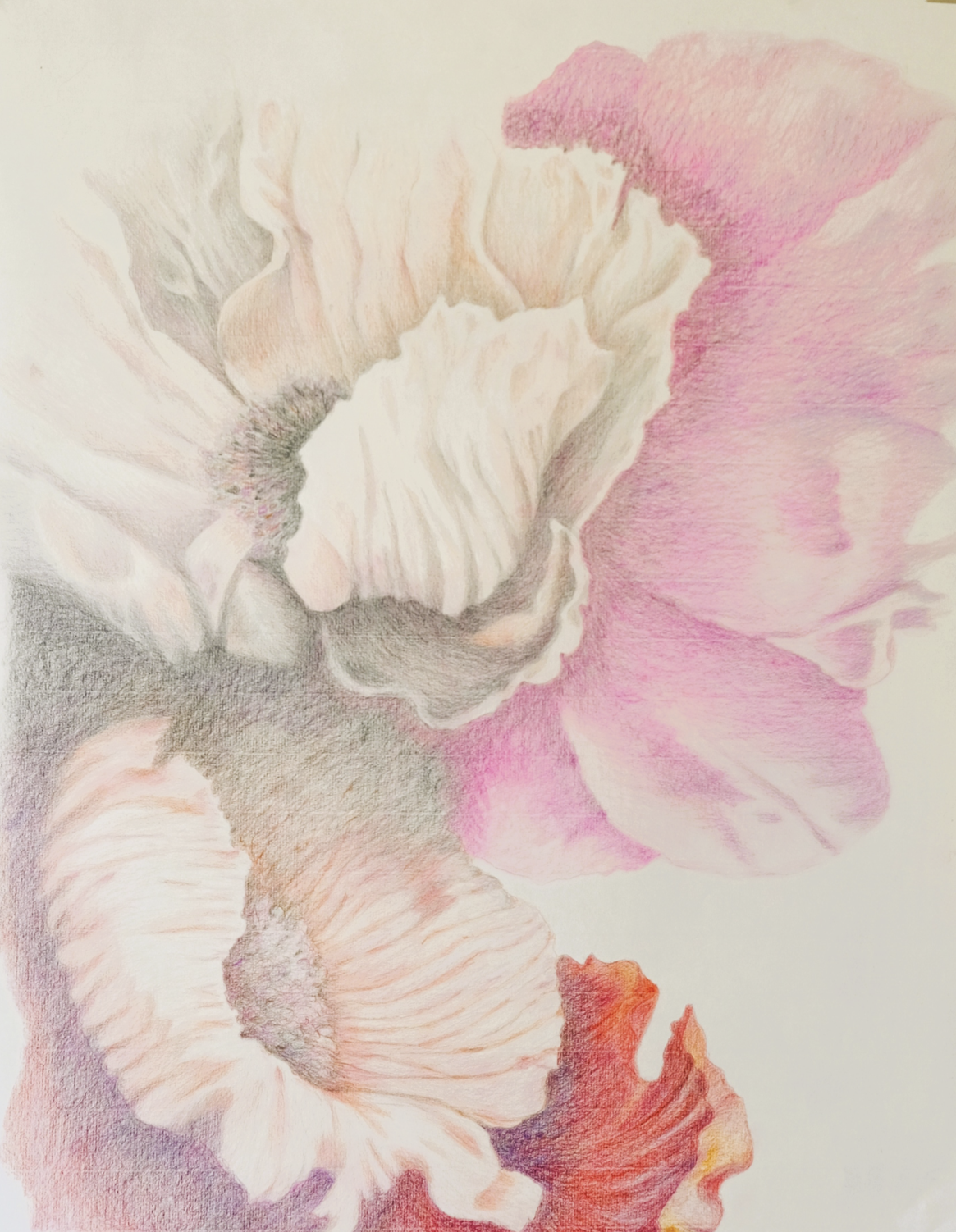 Elementi floreali n°°12