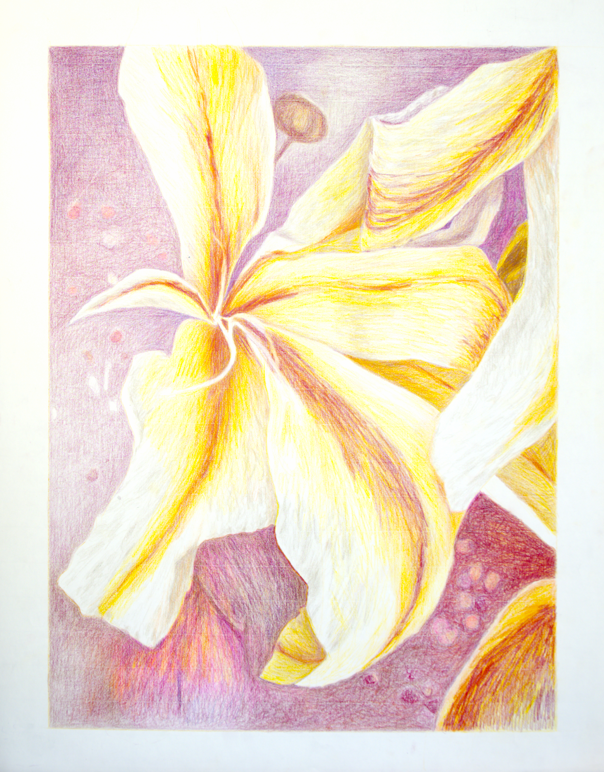 Elementi floreali n°14