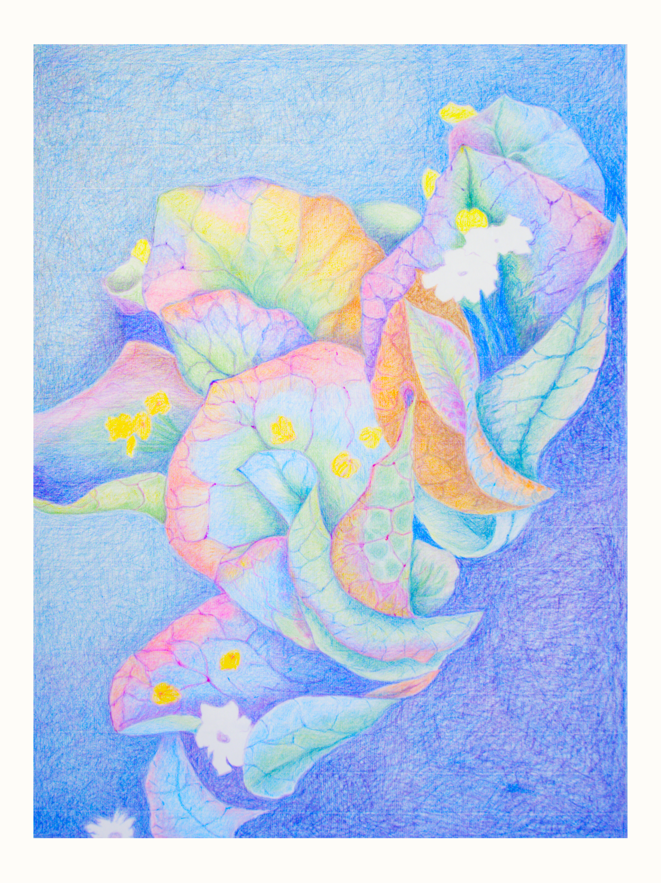 Elementi floreali n°15