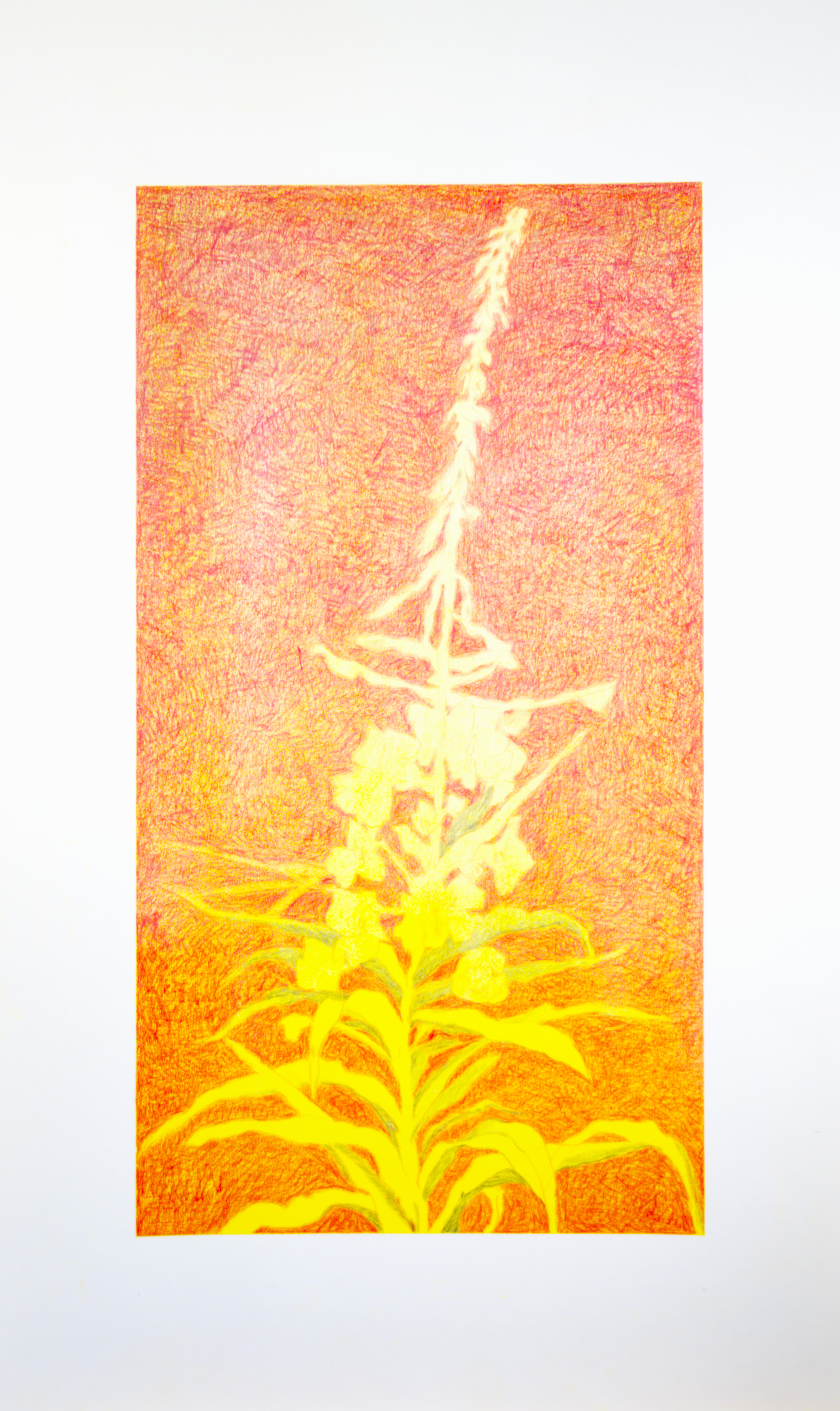 Visioni del bosco serie Tè di Ivan da solo