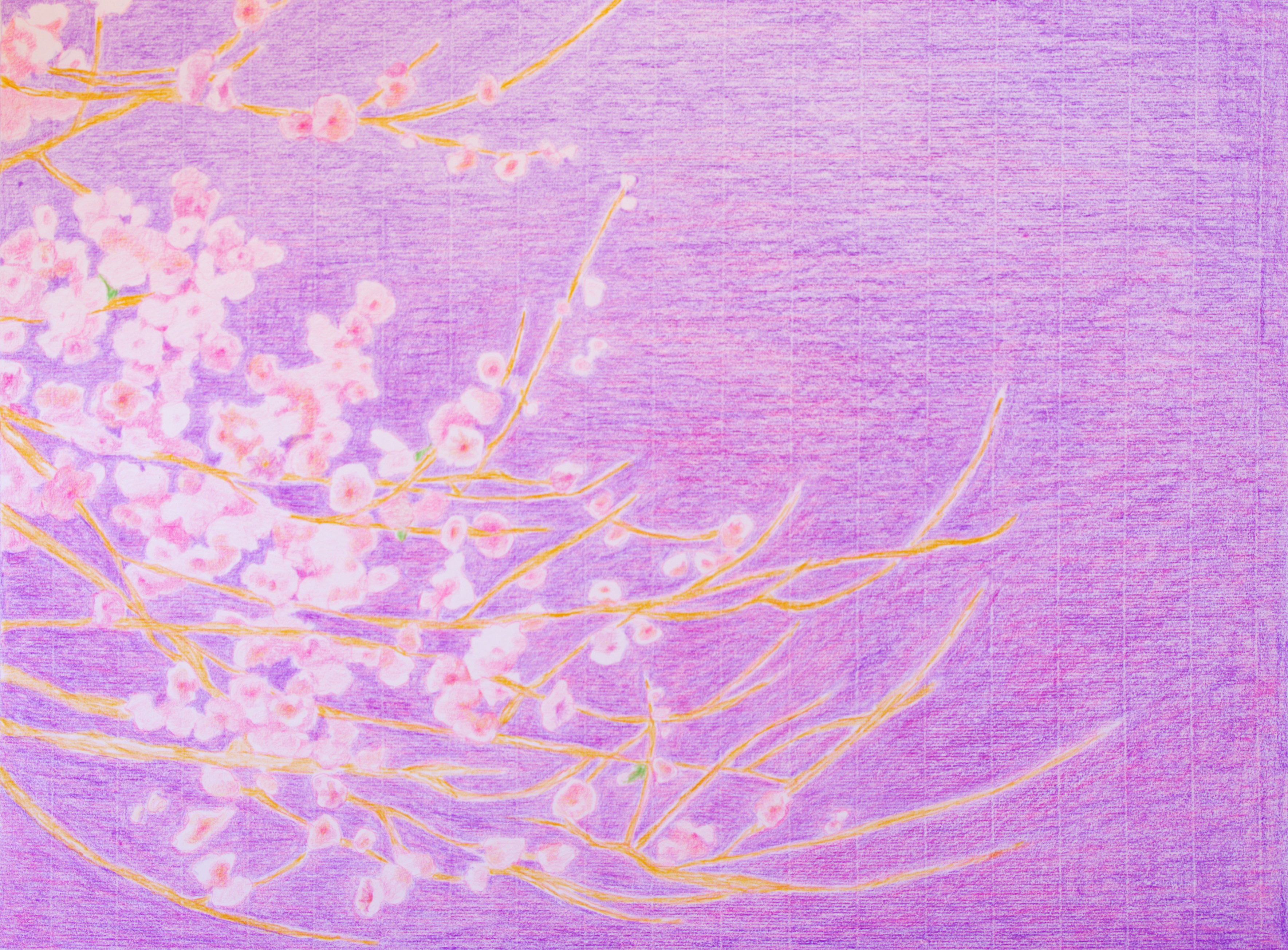 Nostalgia malva n°4