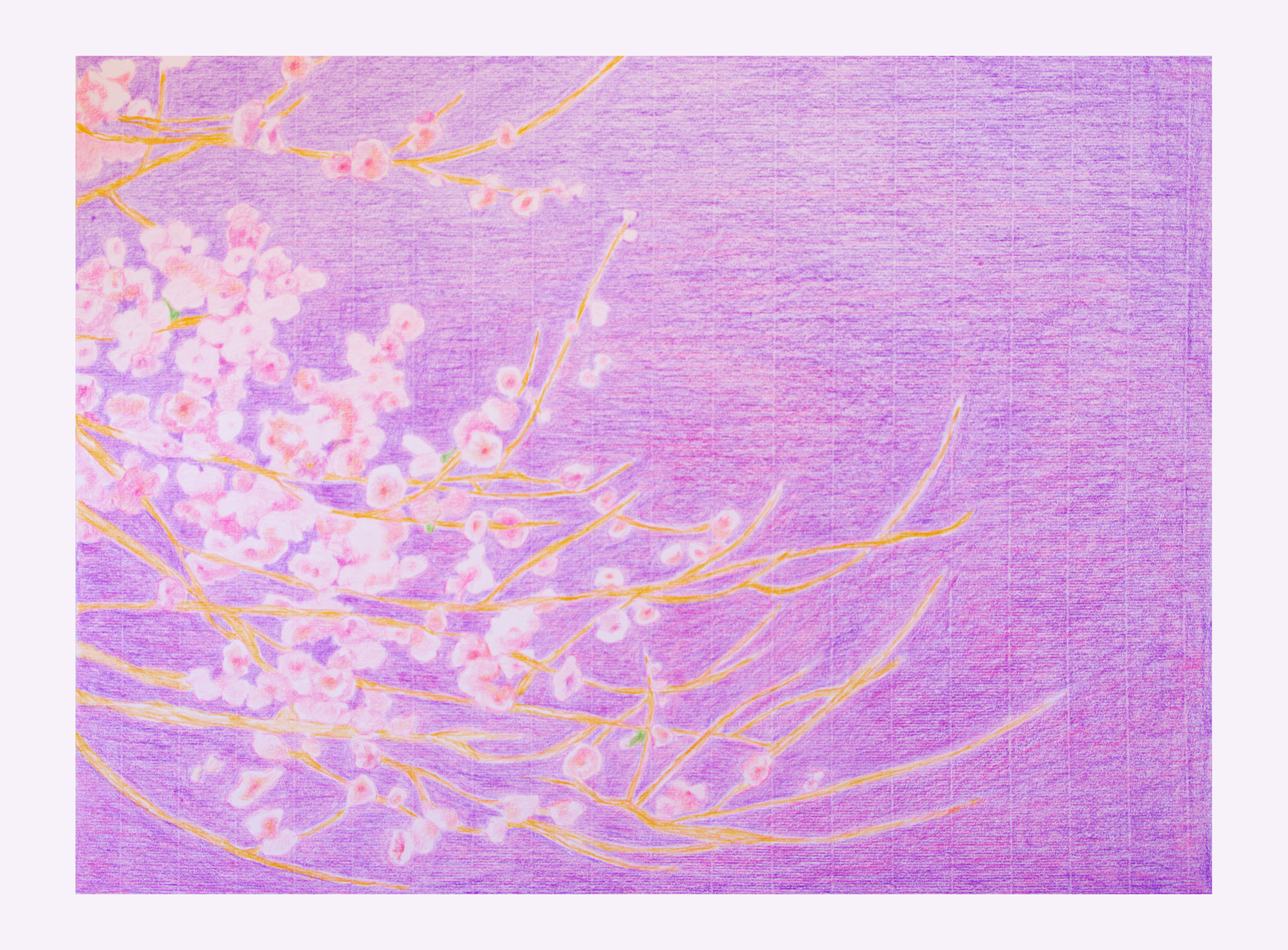 Nostalgia malva n°4