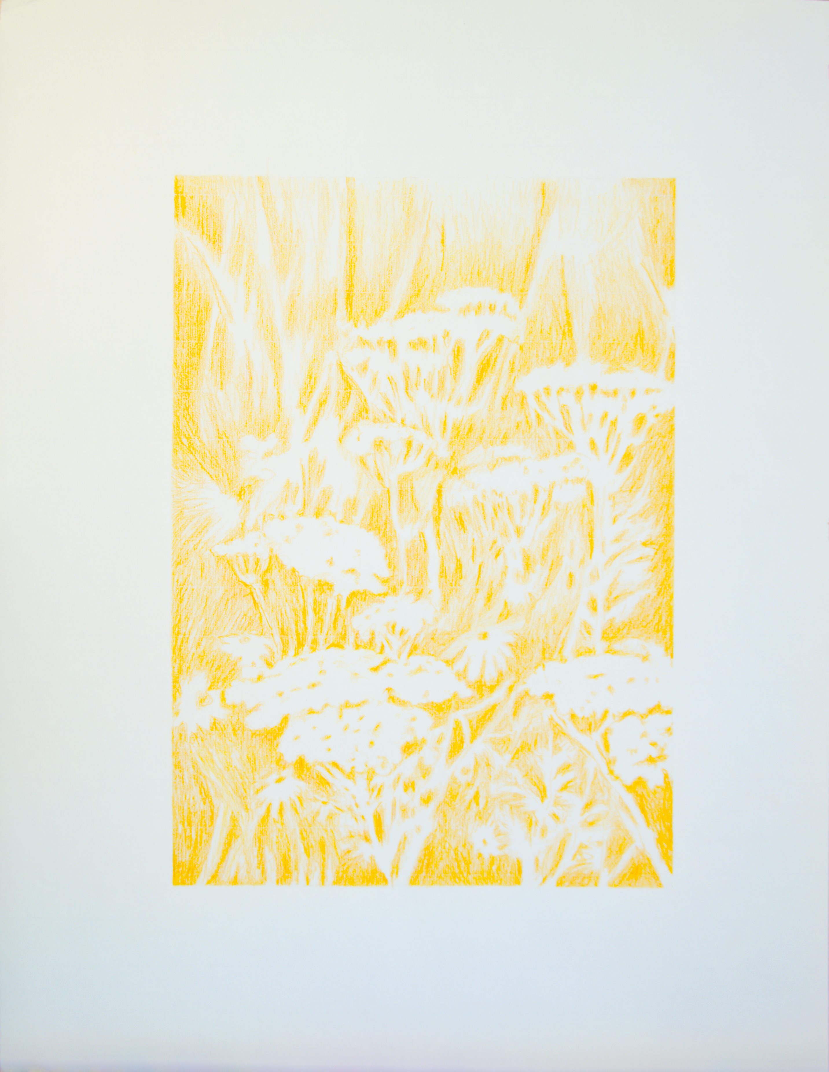 Visioni dei campi serie ocre