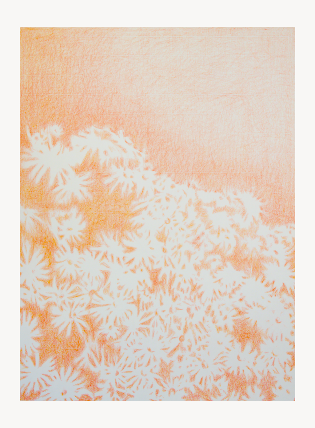 Visioni dei campi serie Camomilla sanguigna n°22