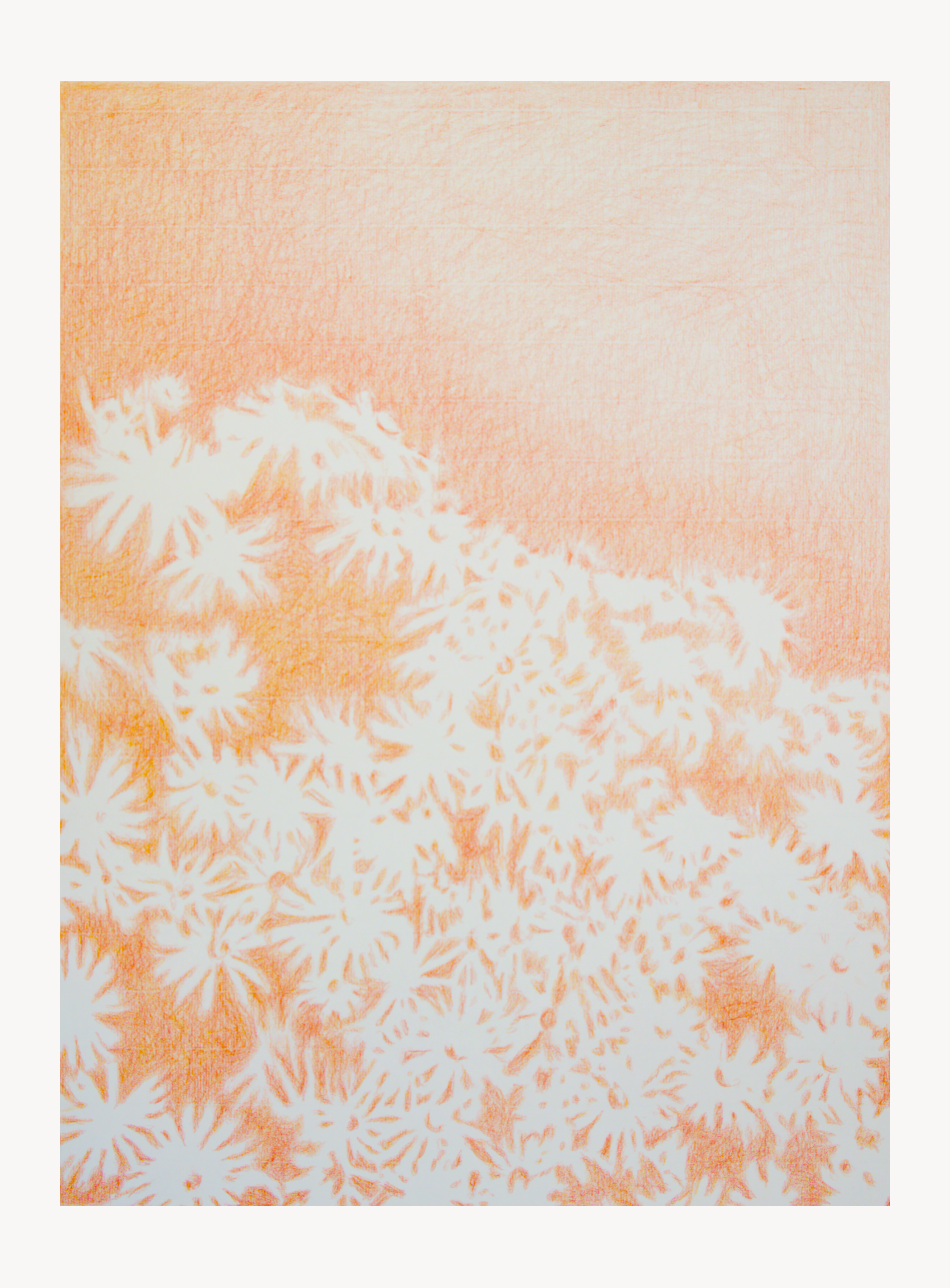 Visioni dei campi serie Camomilla sanguigna n°22