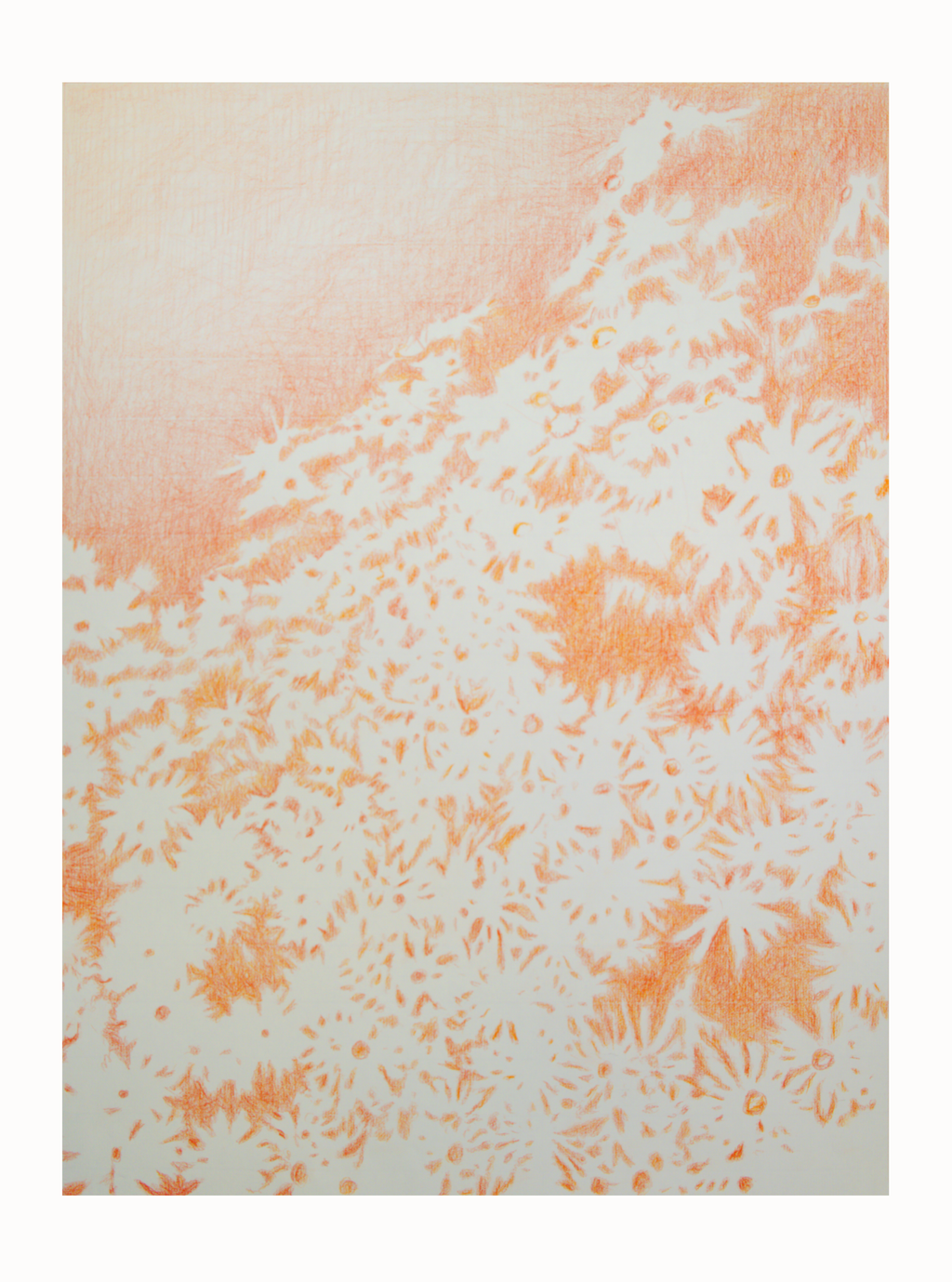 Visioni dei campi serie camomilla sanguigna n°12