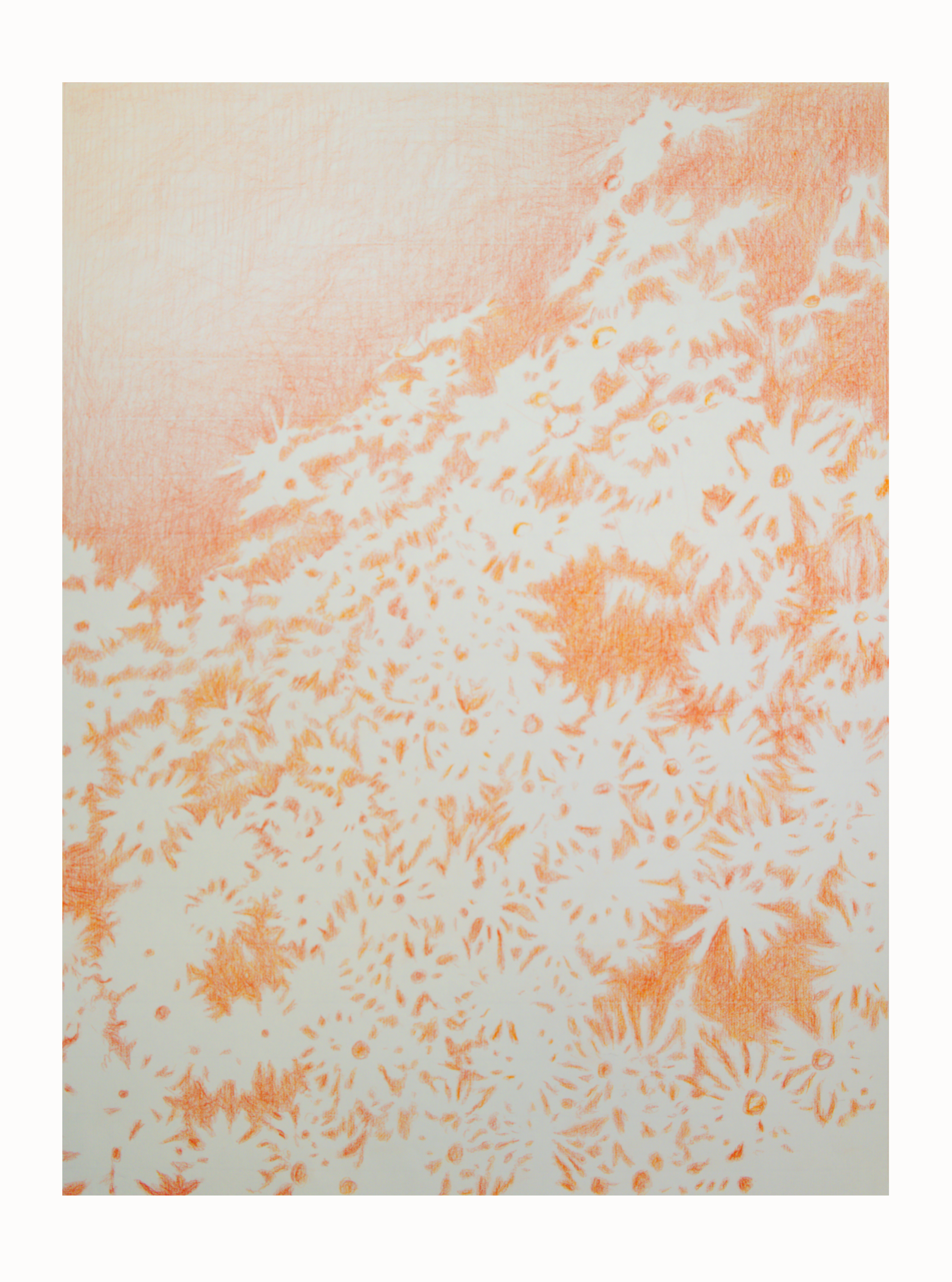 Visioni dei campi serie camomilla sanguigna n°12