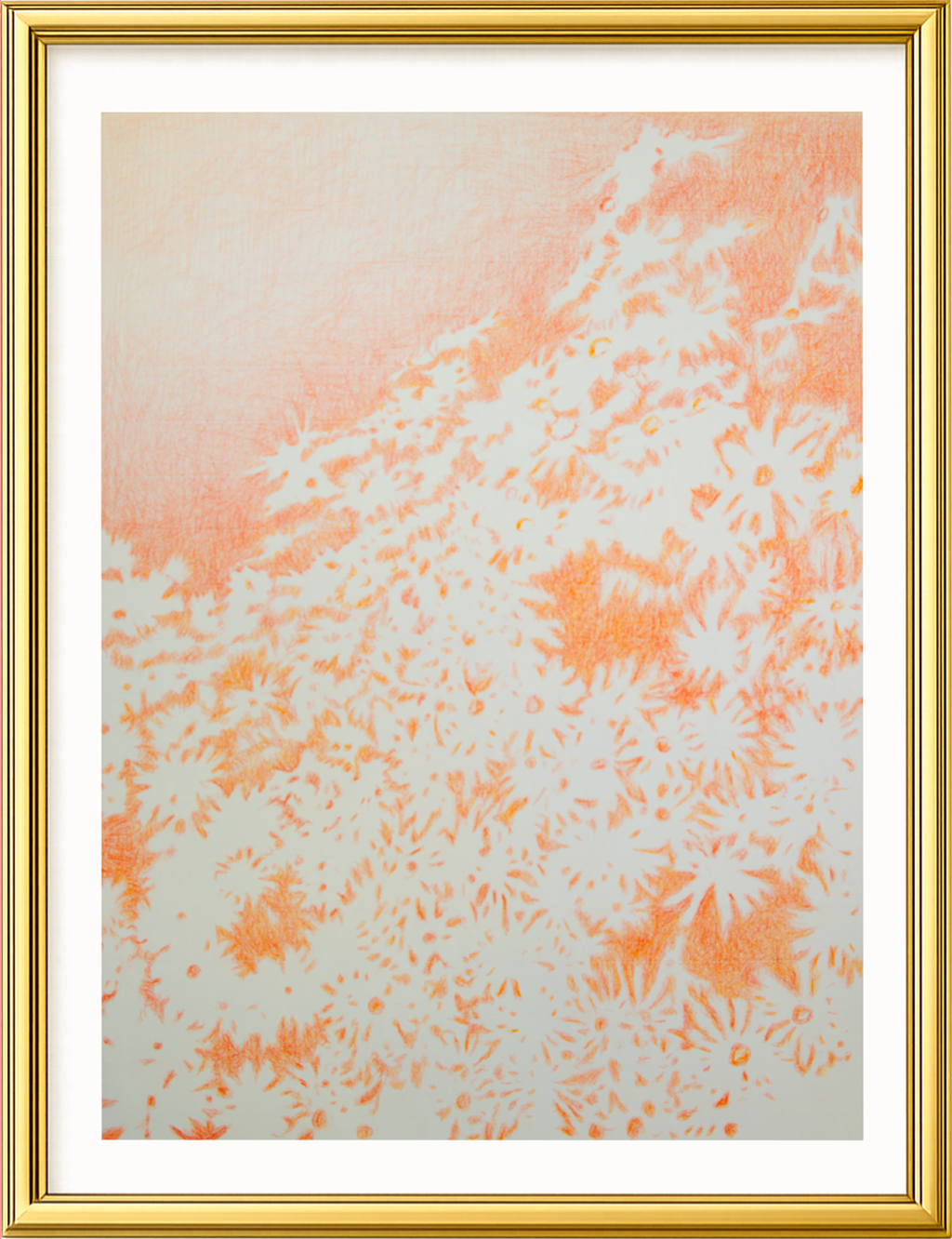 Visioni dei campi serie camomilla sanguigna n°12