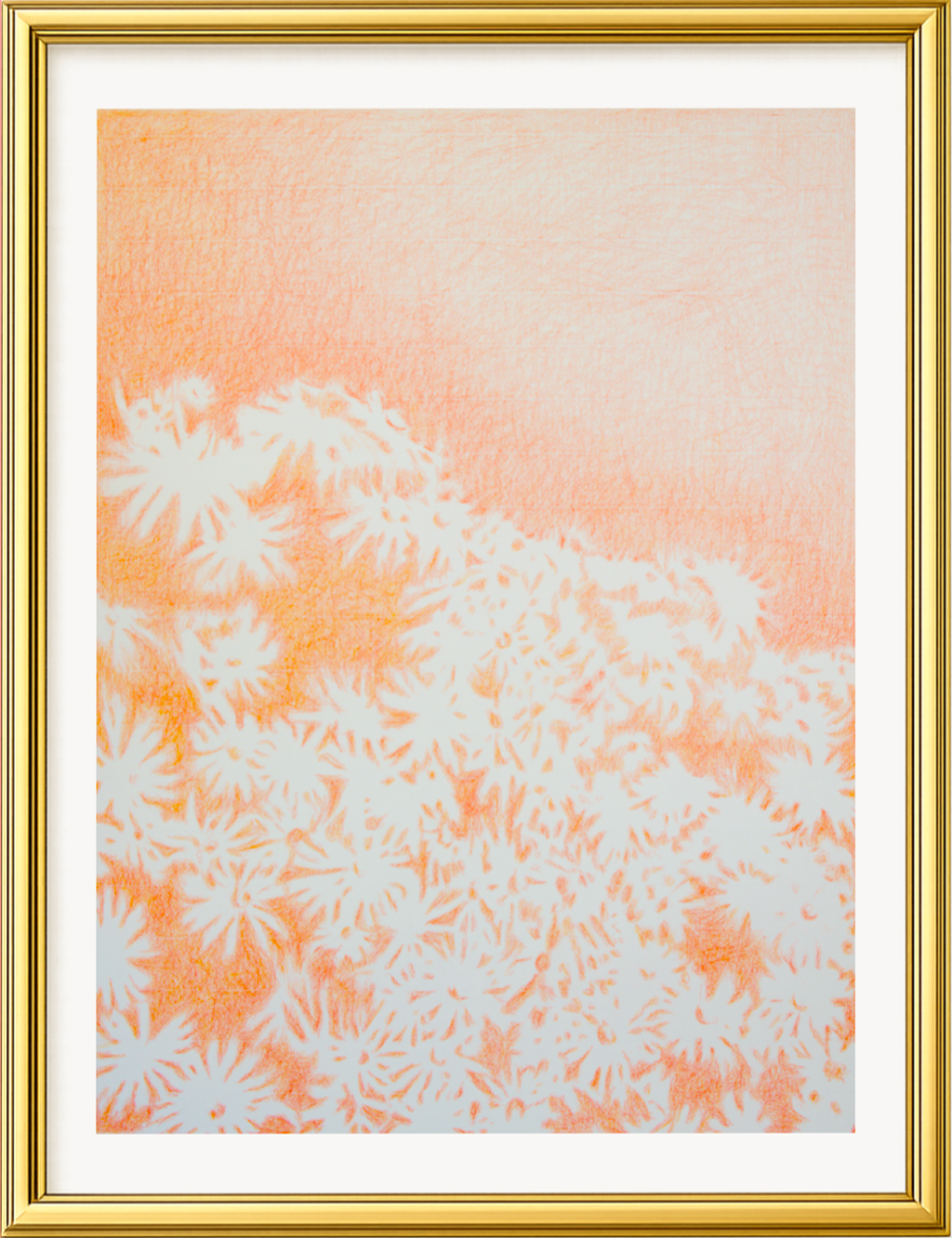 Visioni dei campi serie Camomilla sanguigna n°22